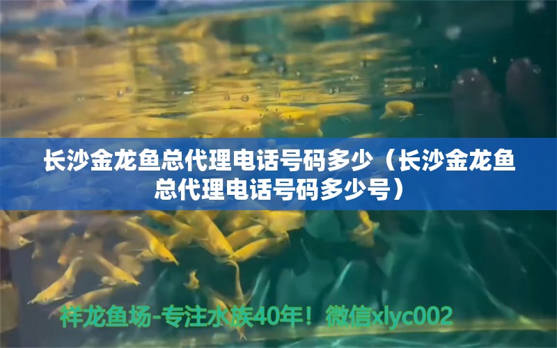 長沙金龍魚總代理電話號(hào)碼多少（長沙金龍魚總代理電話號(hào)碼多少號(hào)）