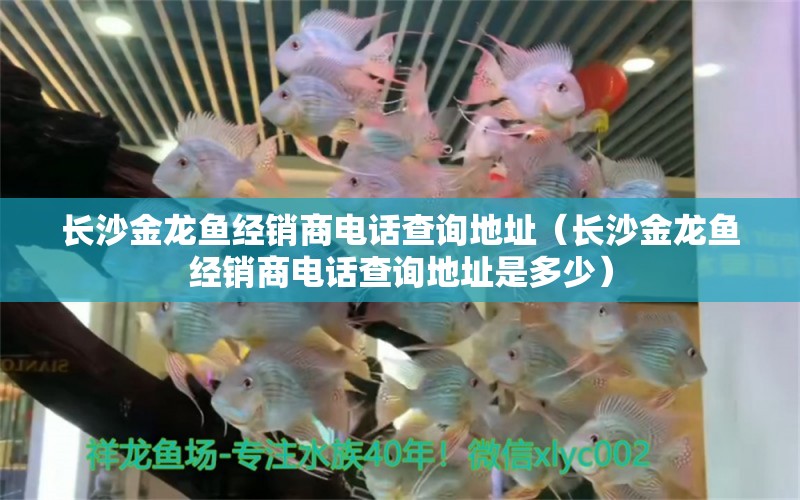 長(zhǎng)沙金龍魚經(jīng)銷商電話查詢地址（長(zhǎng)沙金龍魚經(jīng)銷商電話查詢地址是多少） 觀賞魚市場(chǎng)（混養(yǎng)魚）