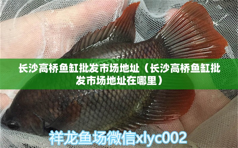 長沙高橋魚缸批發(fā)市場地址（長沙高橋魚缸批發(fā)市場地址在哪里） 祥龍水族醫(yī)院