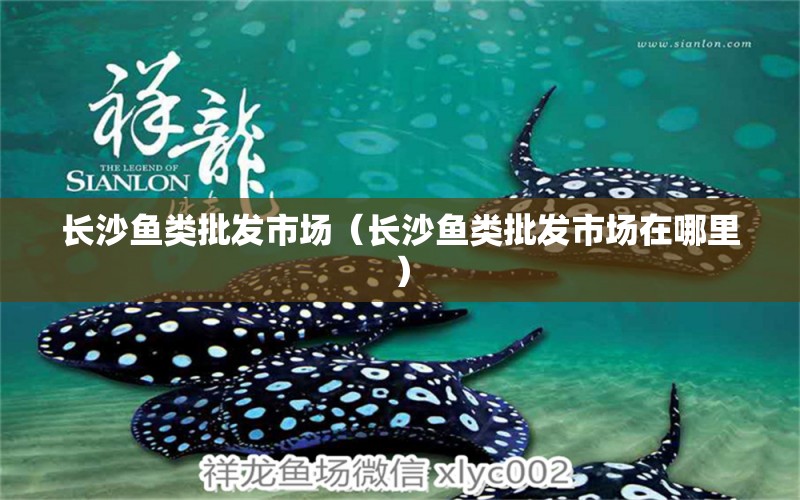 長(zhǎng)沙魚(yú)類批發(fā)市場(chǎng)（長(zhǎng)沙魚(yú)類批發(fā)市場(chǎng)在哪里） 廣州龍魚(yú)批發(fā)市場(chǎng)