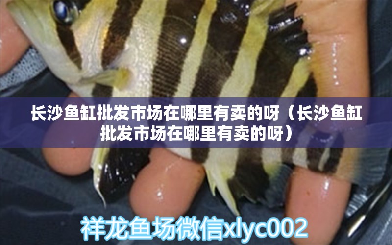 長沙魚缸批發(fā)市場在哪里有賣的呀（長沙魚缸批發(fā)市場在哪里有賣的呀） 黃吉金龍（白子金龍魚）