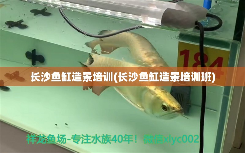 長沙魚缸造景培訓(xùn)(長沙魚缸造景培訓(xùn)班) 羅漢魚批發(fā)