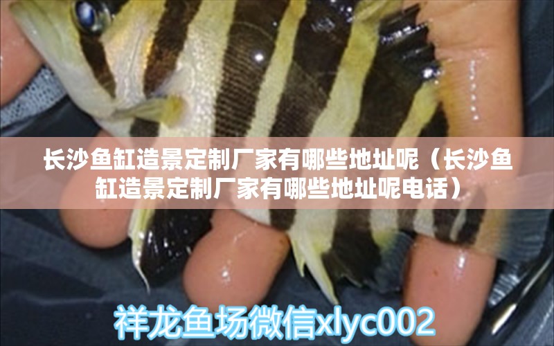 長沙魚缸造景定制廠家有哪些地址呢（長沙魚缸造景定制廠家有哪些地址呢電話） 短身紅龍魚