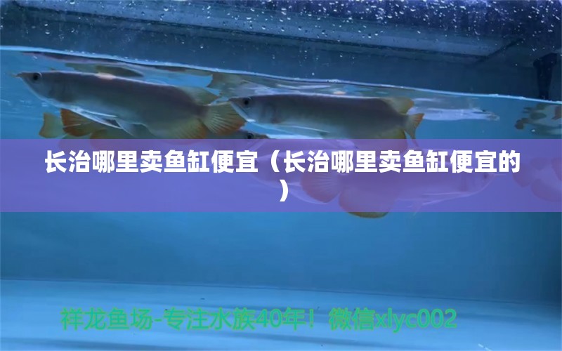 長治哪里賣魚缸便宜（長治哪里賣魚缸便宜的） 雪龍魚 第1張