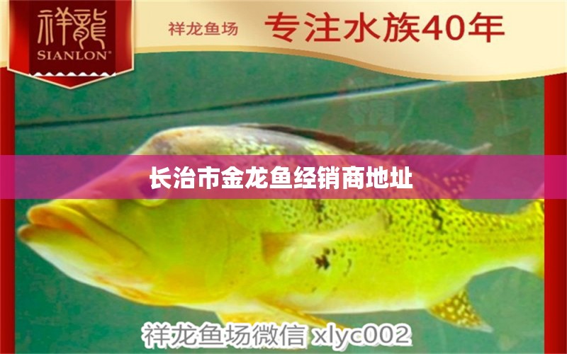 長治市金龍魚經(jīng)銷商地址  紅勾銀版魚