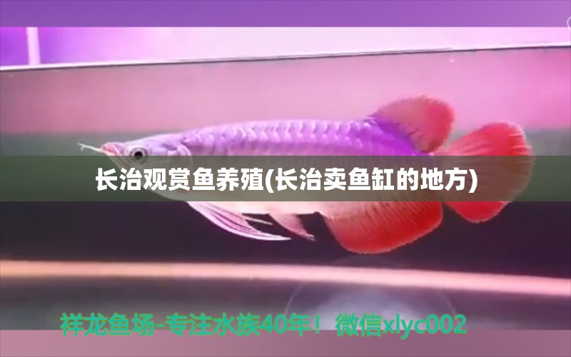 長治觀賞魚養(yǎng)殖(長治賣魚缸的地方) 蘇虎苗（蘇門答臘虎魚苗）