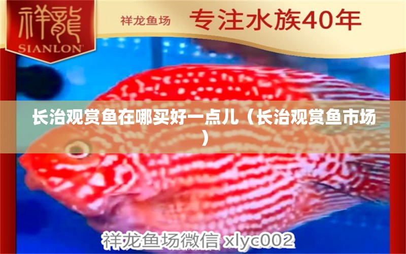 長治觀賞魚在哪買好一點(diǎn)兒（長治觀賞魚市場）