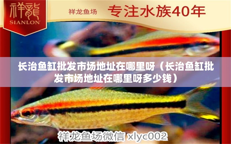 長治魚缸批發(fā)市場地址在哪里呀（長治魚缸批發(fā)市場地址在哪里呀多少錢） 南美異形觀賞魚