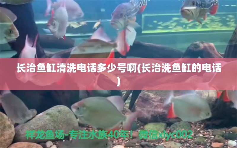 長(zhǎng)治魚(yú)缸清洗電話多少號(hào)啊(長(zhǎng)治洗魚(yú)缸的電話) 名貴錦鯉魚(yú)