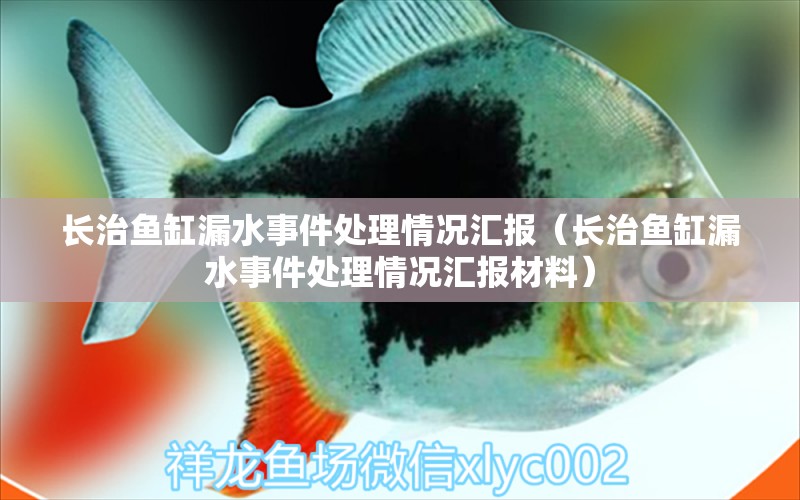 長治魚缸漏水事件處理情況匯報（長治魚缸漏水事件處理情況匯報材料） 祥龍水族醫(yī)院