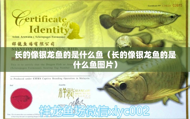 長(zhǎng)的像銀龍魚(yú)的是什么魚(yú)（長(zhǎng)的像銀龍魚(yú)的是什么魚(yú)圖片）