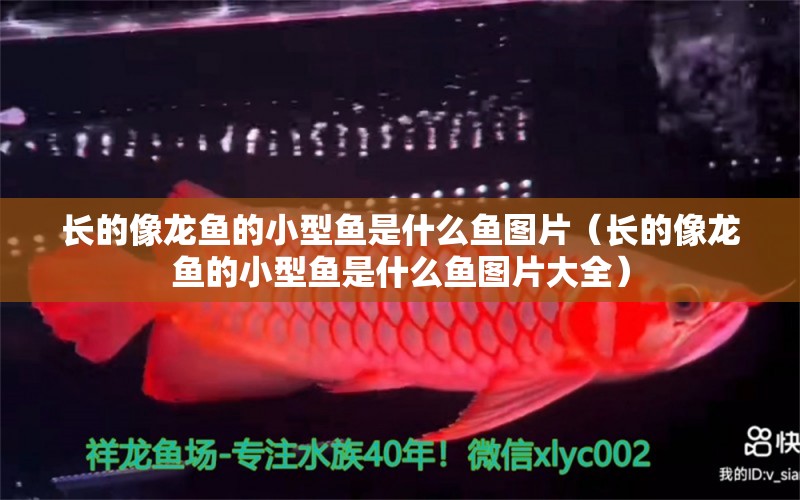 長的像龍魚的小型魚是什么魚圖片（長的像龍魚的小型魚是什么魚圖片大全）