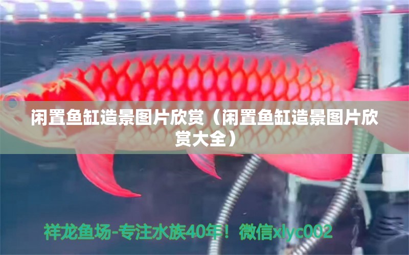 閑置魚缸造景圖片欣賞（閑置魚缸造景圖片欣賞大全） 觀賞魚市場（混養(yǎng)魚）