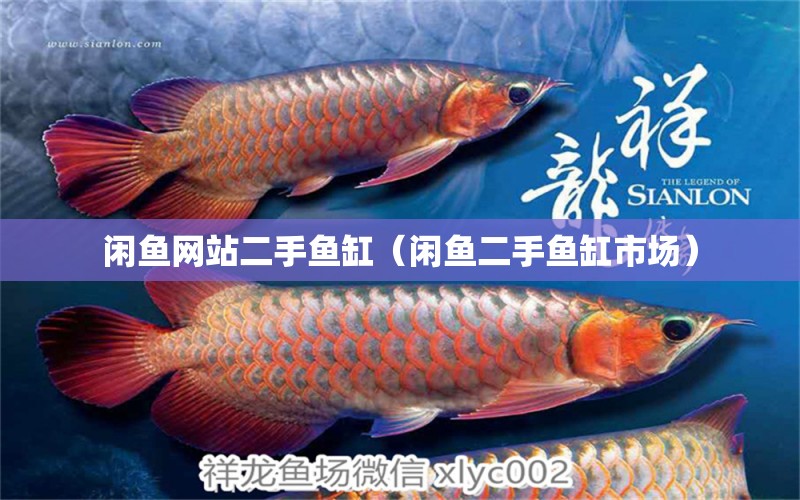 閑魚網(wǎng)站二手魚缸（閑魚二手魚缸市場(chǎng)） 廣州觀賞魚批發(fā)市場(chǎng)