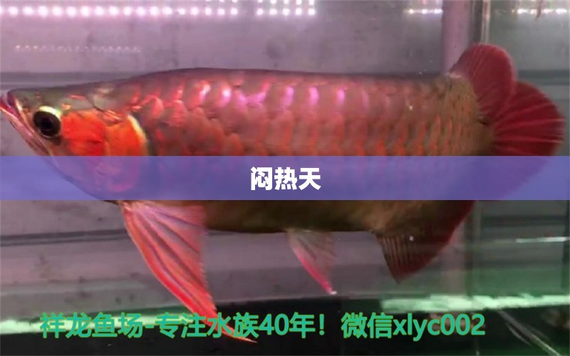 悶熱天 黃金貓魚