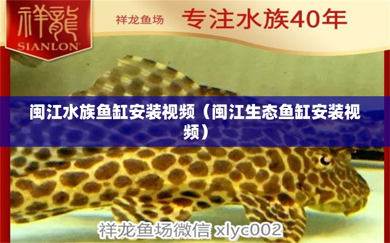 閩江水族魚缸安裝視頻（閩江生態(tài)魚缸安裝視頻） 祥龍水族醫(yī)院