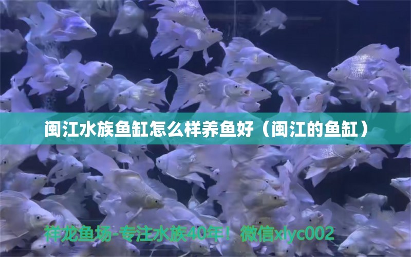 閩江水族魚缸怎么樣養(yǎng)魚好（閩江的魚缸）