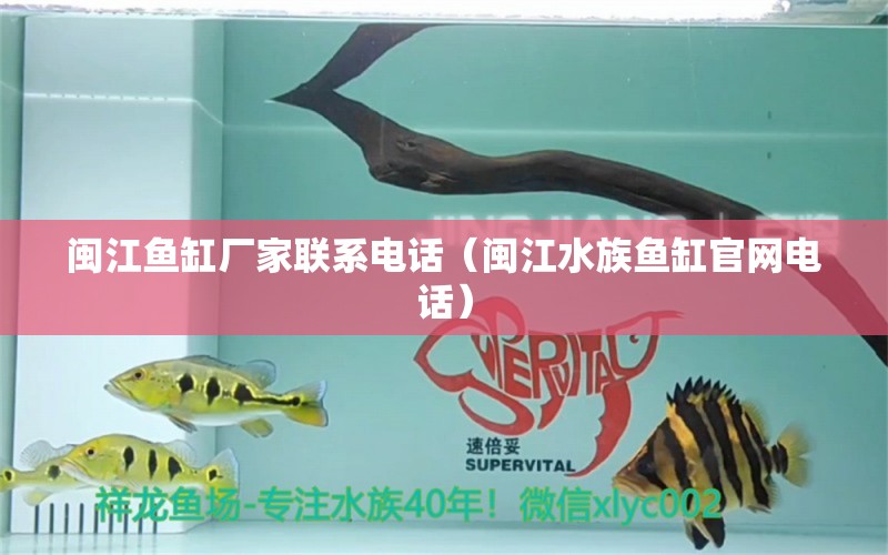 閩江魚缸廠家聯(lián)系電話（閩江水族魚缸官網(wǎng)電話） 廣州觀賞魚批發(fā)市場