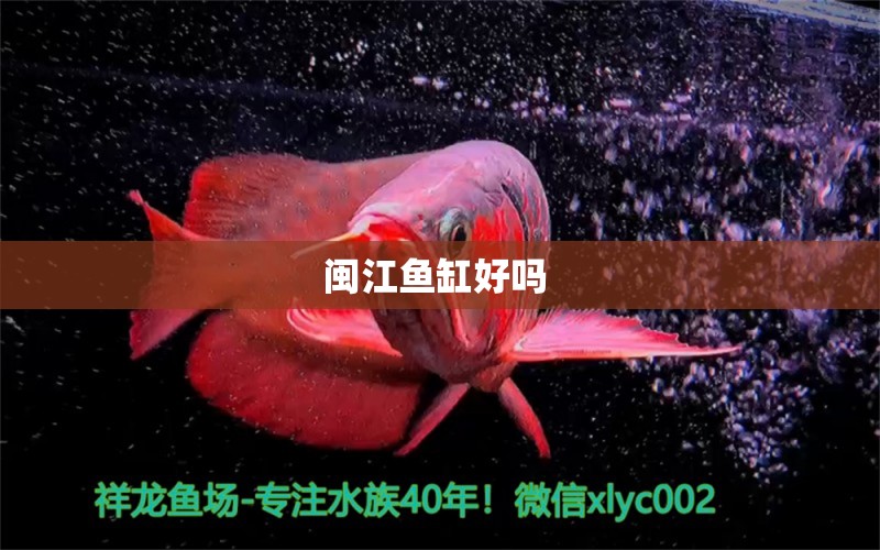 閩江魚(yú)缸好嗎  噴點(diǎn)菠蘿魚(yú)