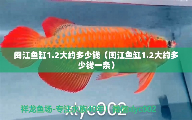 閩江魚缸1.2大約多少錢（閩江魚缸1.2大約多少錢一條） 祥龍水族醫(yī)院