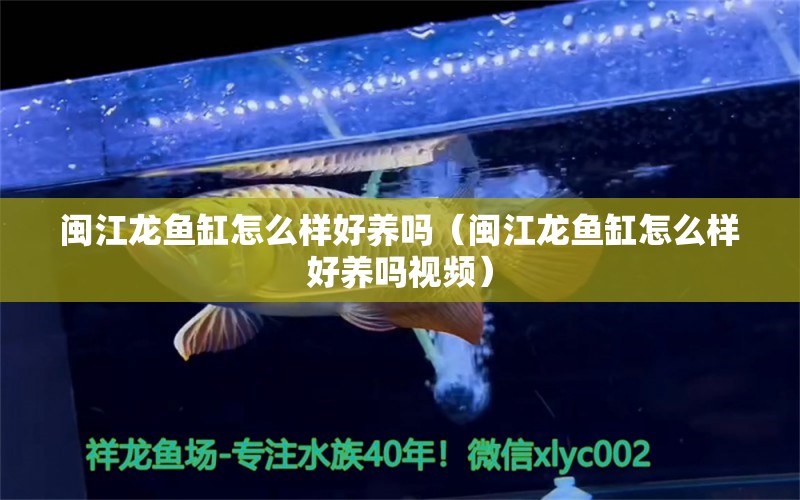 閩江龍魚缸怎么樣好養(yǎng)嗎（閩江龍魚缸怎么樣好養(yǎng)嗎視頻）