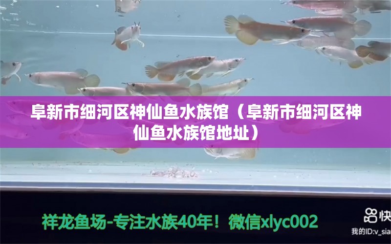 阜新市細(xì)河區(qū)神仙魚水族館（阜新市細(xì)河區(qū)神仙魚水族館地址）