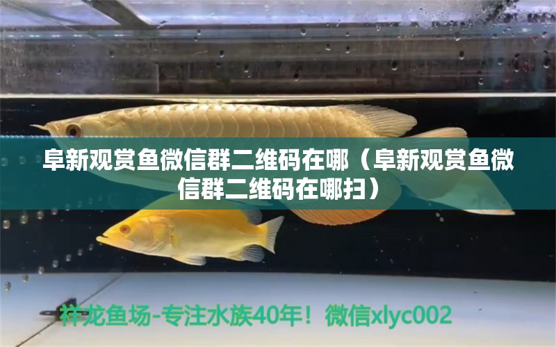 阜新觀賞魚微信群二維碼在哪（阜新觀賞魚微信群二維碼在哪掃） 觀賞魚市場（混養(yǎng)魚）