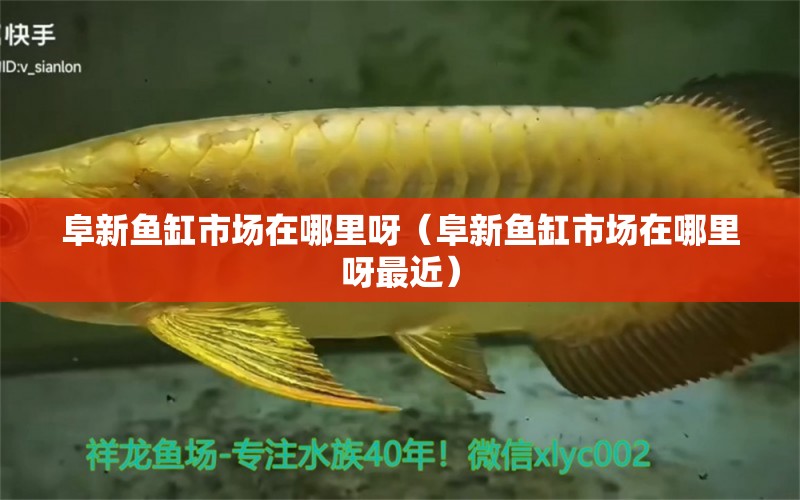 阜新魚缸市場在哪里呀（阜新魚缸市場在哪里呀最近）