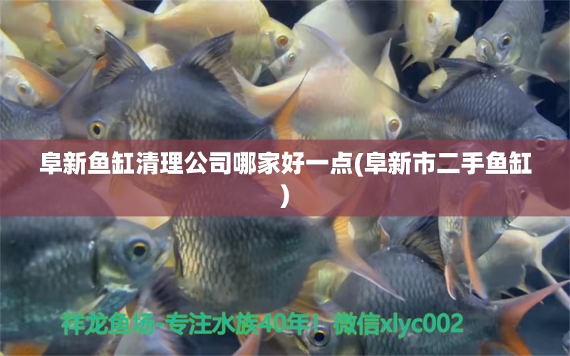 阜新魚(yú)缸清理公司哪家好一點(diǎn)(阜新市二手魚(yú)缸) 財(cái)神鸚鵡魚(yú)