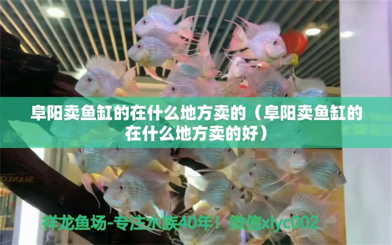 阜陽賣魚缸的在什么地方賣的（阜陽賣魚缸的在什么地方賣的好） 祥龍藍(lán)珀金龍魚