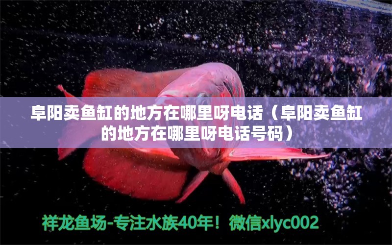 阜陽賣魚缸的地方在哪里呀電話（阜陽賣魚缸的地方在哪里呀電話號碼） 黑金魟魚