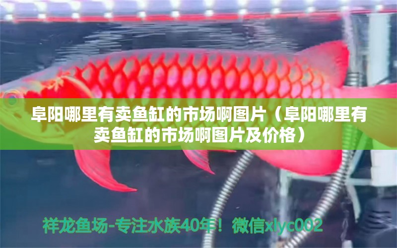 阜陽哪里有賣魚缸的市場啊圖片（阜陽哪里有賣魚缸的市場啊圖片及價格） 黃吉金龍（白子金龍魚）