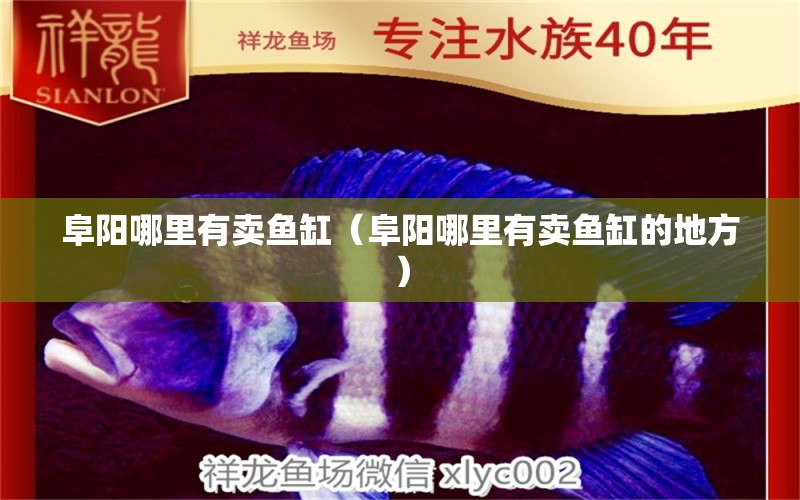 阜陽哪里有賣魚缸（阜陽哪里有賣魚缸的地方） 其他品牌魚缸