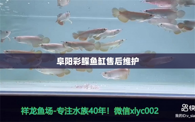 阜陽彩鰈魚缸售后維護 彩鰈魚缸（彩蝶魚缸）