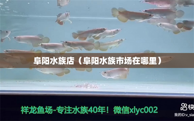 阜陽水族店（阜陽水族市場在哪里） 觀賞魚市場