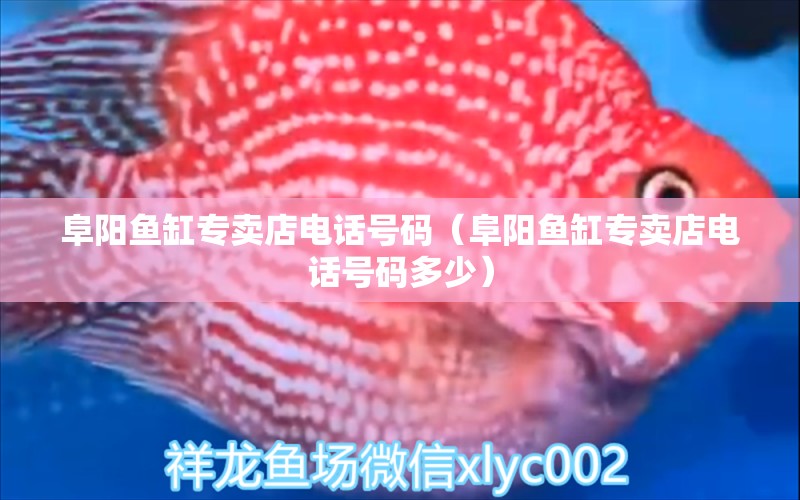 阜陽(yáng)魚缸專賣店電話號(hào)碼（阜陽(yáng)魚缸專賣店電話號(hào)碼多少） 祥龍水族醫(yī)院