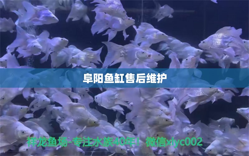 阜陽(yáng)魚缸售后維護(hù)