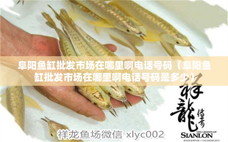 阜陽(yáng)魚缸批發(fā)市場(chǎng)在哪里啊電話號(hào)碼（阜陽(yáng)魚缸批發(fā)市場(chǎng)在哪里啊電話號(hào)碼是多少）