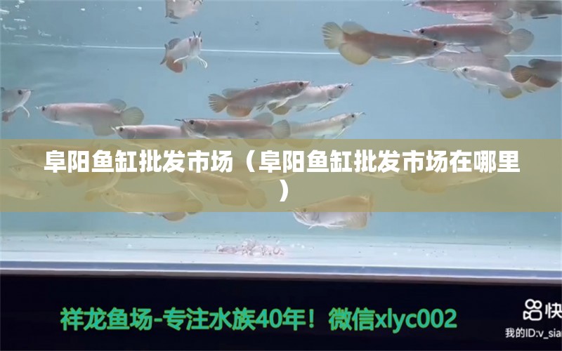 阜陽(yáng)魚(yú)缸批發(fā)市場(chǎng)（阜陽(yáng)魚(yú)缸批發(fā)市場(chǎng)在哪里） 觀賞魚(yú)水族批發(fā)市場(chǎng)