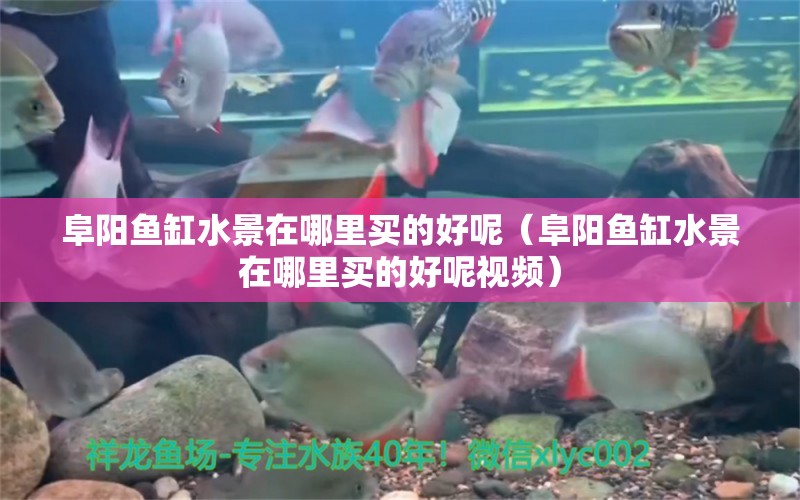 阜陽魚缸水景在哪里買的好呢（阜陽魚缸水景在哪里買的好呢視頻） 祥龍水族醫(yī)院