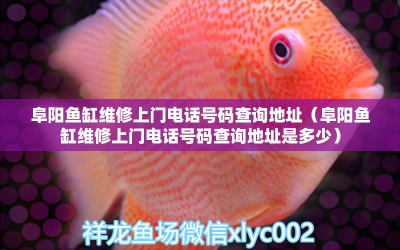 阜陽魚缸維修上門電話號碼查詢地址（阜陽魚缸維修上門電話號碼查詢地址是多少） 祥龍水族醫(yī)院