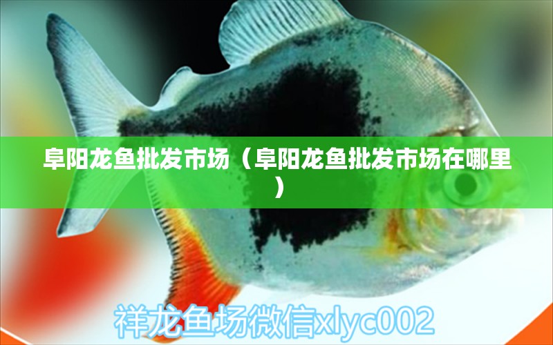 阜陽(yáng)龍魚(yú)批發(fā)市場(chǎng)（阜陽(yáng)龍魚(yú)批發(fā)市場(chǎng)在哪里）