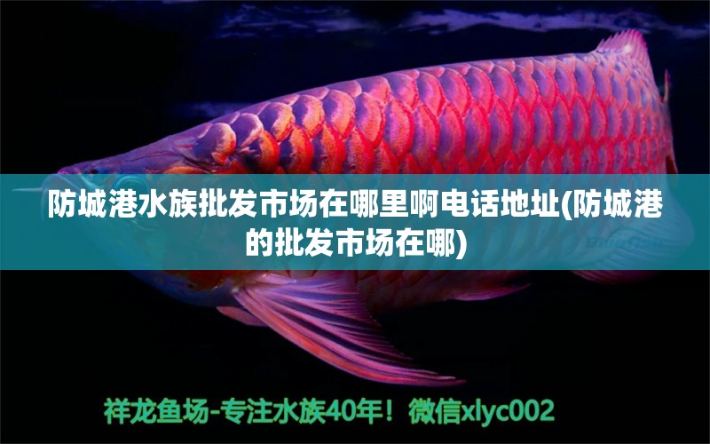 防城港水族批發(fā)市場在哪里啊電話地址(防城港的批發(fā)市場在哪)