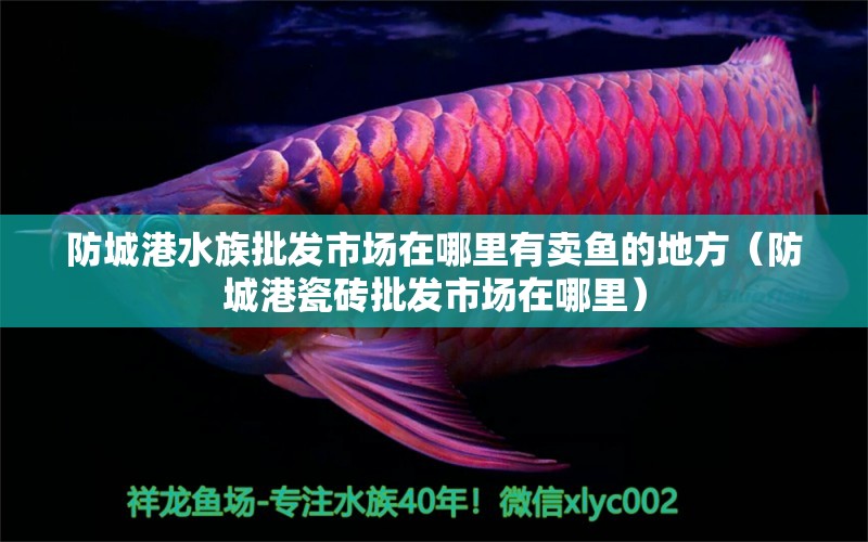 防城港水族批發(fā)市場(chǎng)在哪里有賣魚的地方（防城港瓷磚批發(fā)市場(chǎng)在哪里） 養(yǎng)魚知識(shí) 第1張