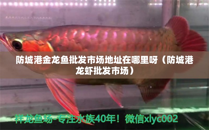 防城港金龍魚批發(fā)市場地址在哪里呀（防城港龍蝦批發(fā)市場） 星點金龍魚