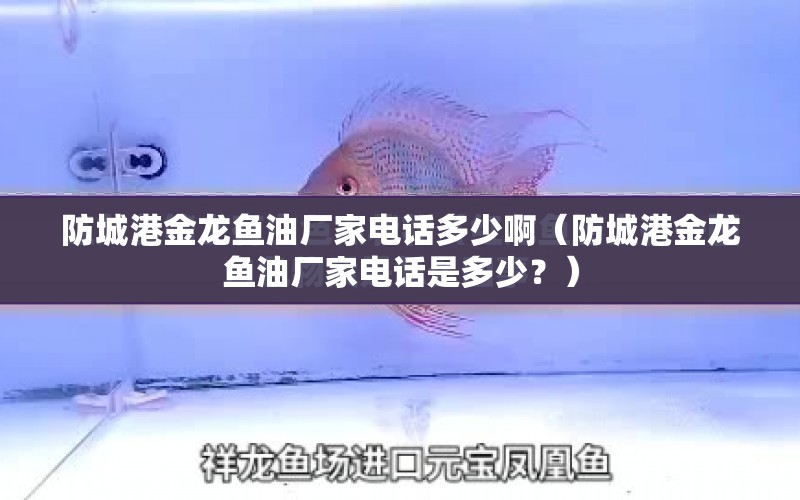 防城港金龍魚油廠家電話多少?。ǚ莱歉劢瘕堲~油廠家電話是多少？） 水族問答 第1張