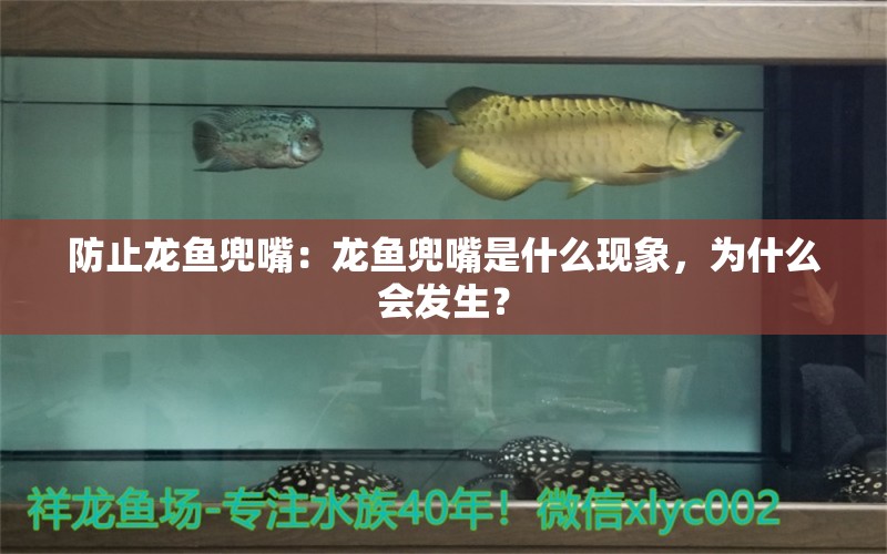 防止龍魚兜嘴：龍魚兜嘴是什么現(xiàn)象，為什么會發(fā)生？ 水族問答 第2張