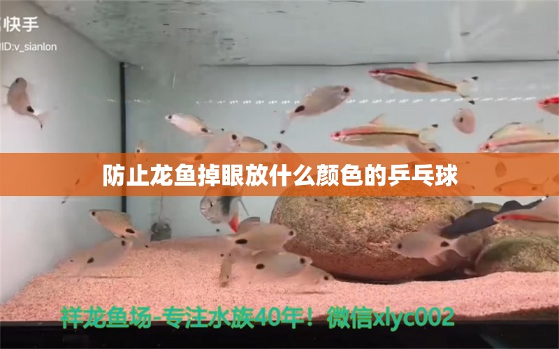 防止龍魚掉眼放什么顏色的乒乓球 水族問答 第2張