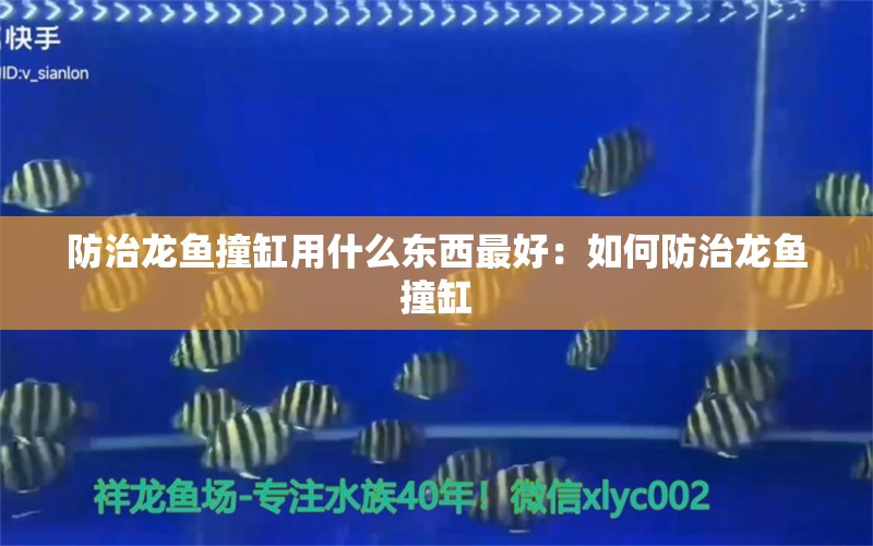 防治龍魚(yú)撞缸用什么東西最好：如何防治龍魚(yú)撞缸 龍魚(yú)百科 第2張