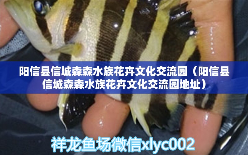 陽信縣信城森森水族花卉文化交流園（陽信縣信城森森水族花卉文化交流園地址）